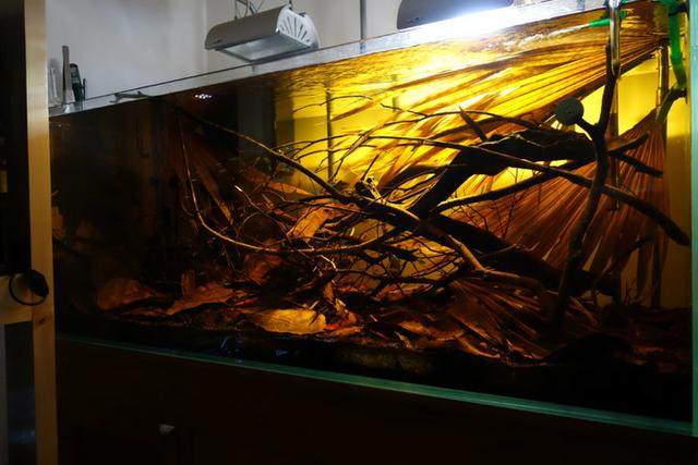 150cm南美風(fēng)格原生缸 沉浸式自然景觀與頂尖器材搭配指南